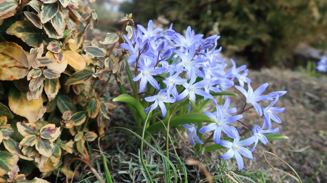 Blue star-shaped flowers with white centers grow alongside green and yellow striped leaves in soft light.