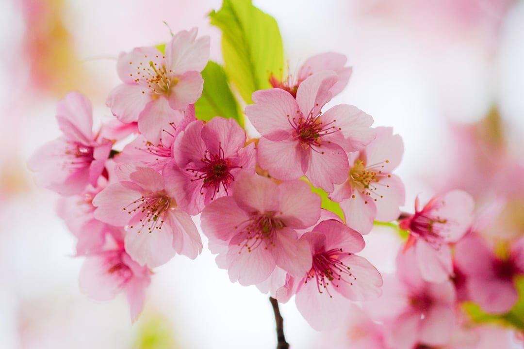 Pink cherry blossoms with translucent petals cluster on a branch against a blurred green and white background.