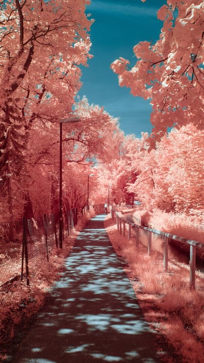 Infrared, pink trees, red foliage, blue sky, pathway, nature, surreal, ethereal, landscape, vibrant, unique, otherworldly, forest, trail, park, abstract, light, peaceful, dreamlike, outdoors