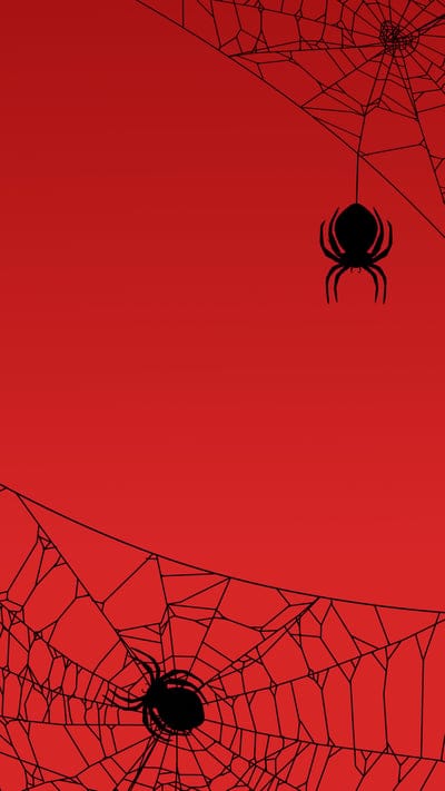 spiders,cobweb,red,black