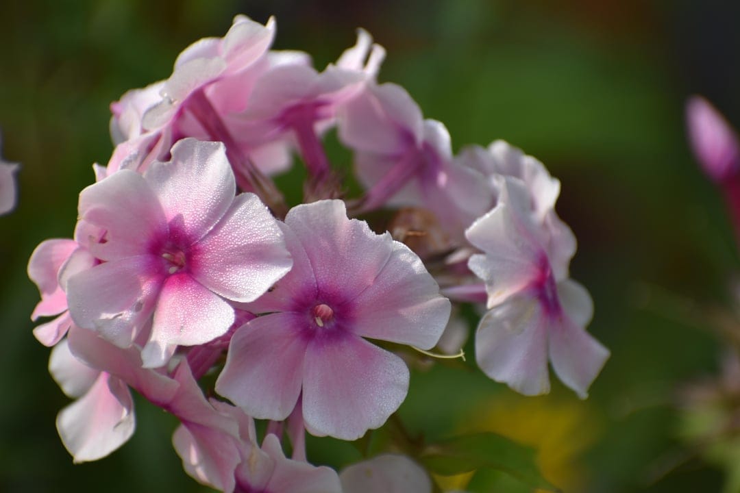 Pink phlox flowers with magenta centers and white edges clustered against a blurred green bokeh background.