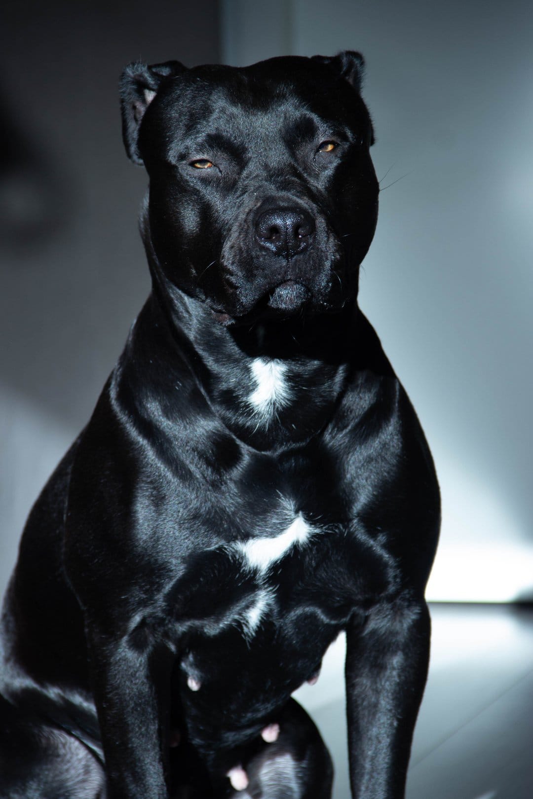 Black Pitbull Terrier with white chest markings sits in a dignified pose under moody vertical lighting.