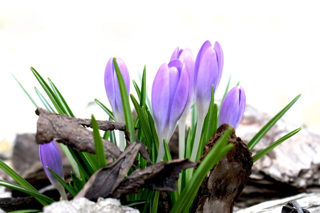 Amethyst crocus flowers blooming from green stems and brown bark mulch under soft natural spring light.