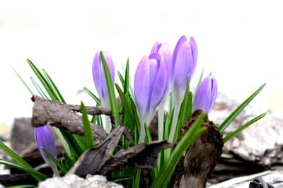 saffron,spring,flower background,4K wallpaper,desktop backgrounds,purple,free background,floral background,flower,wallpaper 4K,beautiful flowers,plant,wallpaper HD,garden,4K wallpaper,blooms at,bloom,flora,color,nature