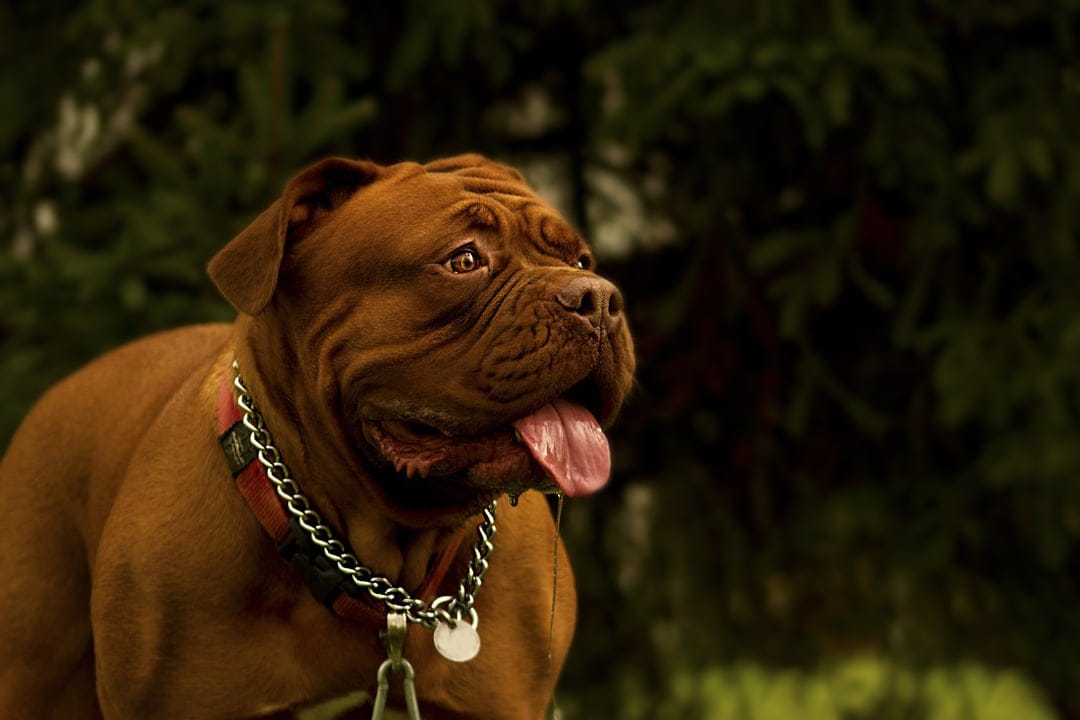 Dogue de Bordeaux with a metal chain collar pants against a green forest backdrop in this outdoor portrait.
