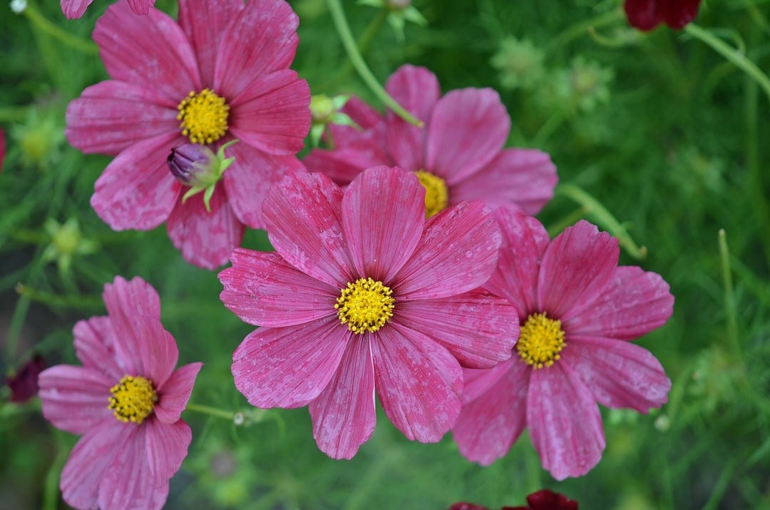 Pink cosmos flowers with golden centers bloom against blurred green leaves in a vertical garden composition.