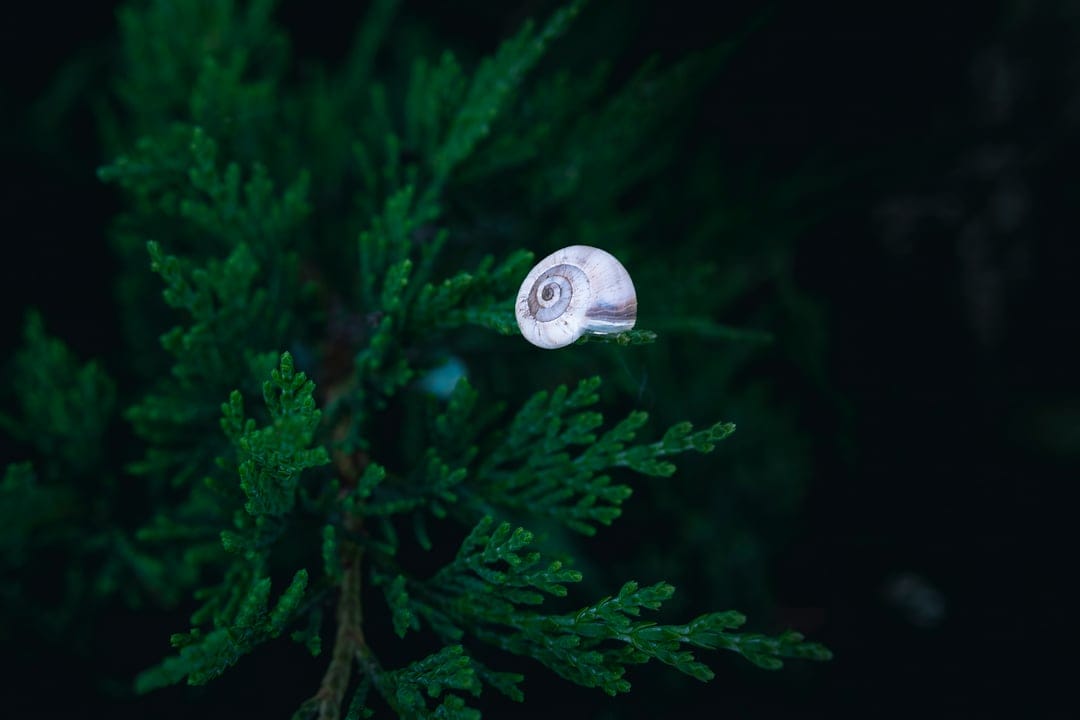 Snail shell with pale spiral patterns sits on bright green evergreen needles against a dark blurred background.