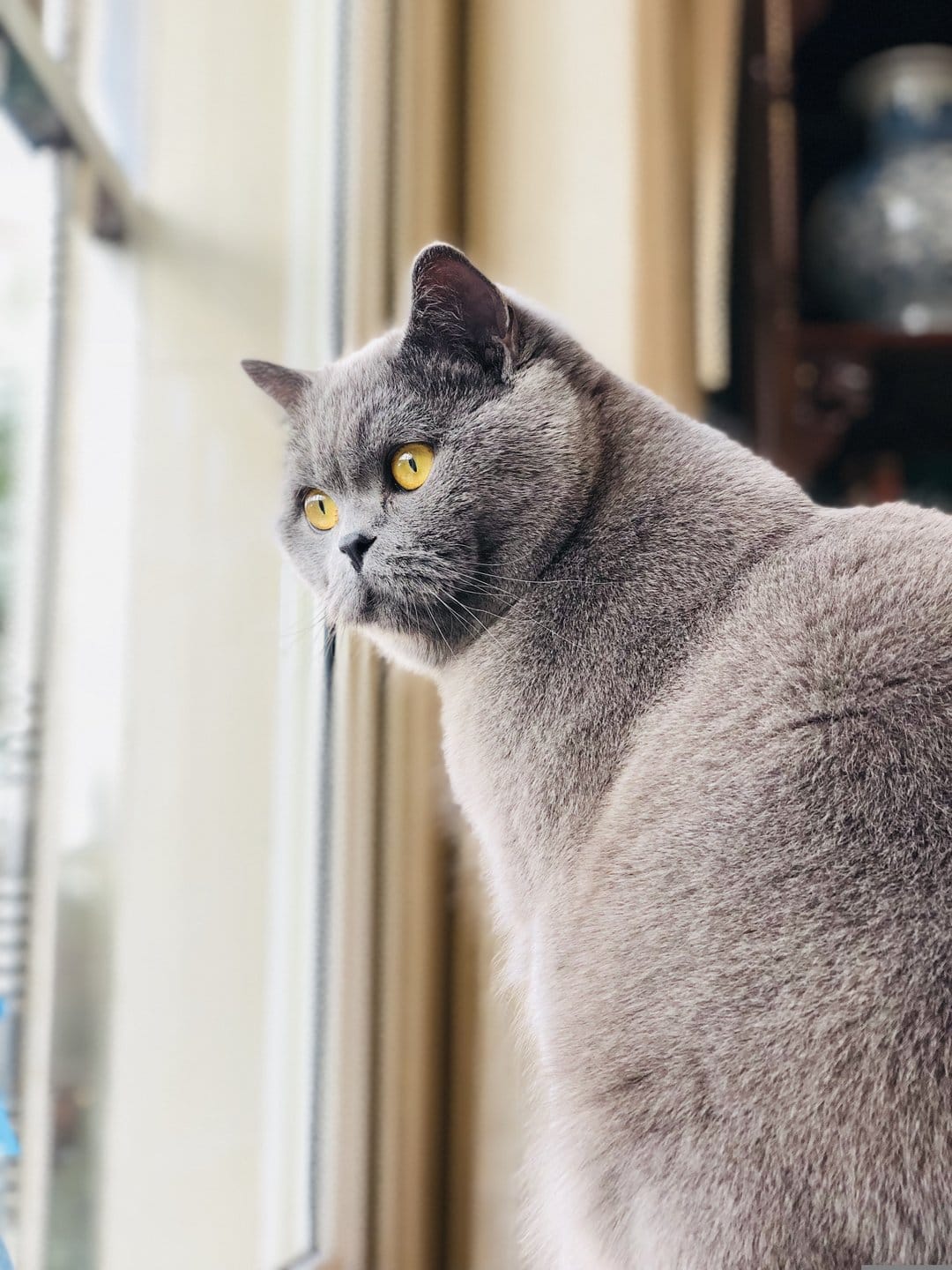 British Shorthair cat with grey fur and yellow eyes sits by a window with soft natural lighting.