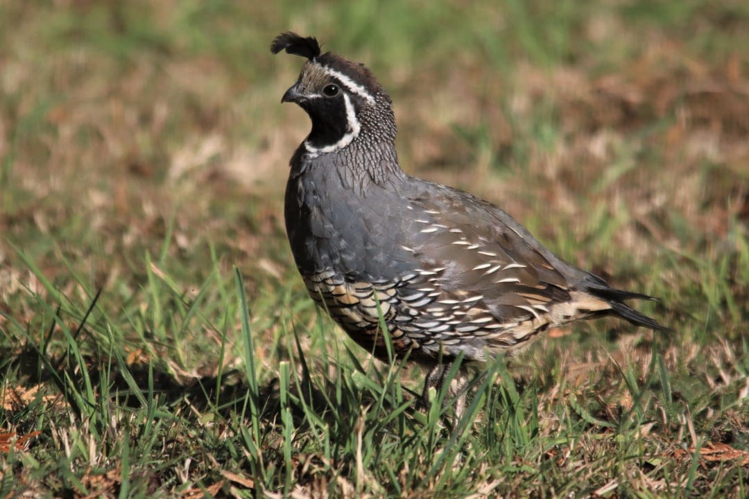 Male California Quail with a black plume stands in dry grass and green sprouts showing detailed breast feathers.
