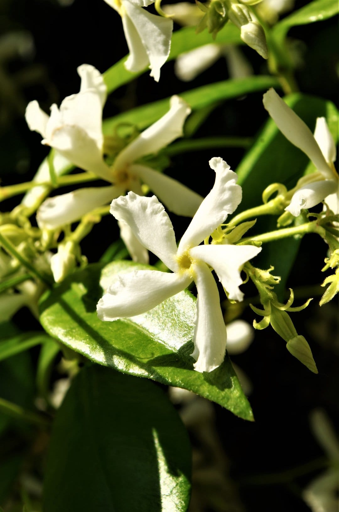 White jasmine flowers with delicate petals and green leaves grow on a slender vine in a close-up garden view.