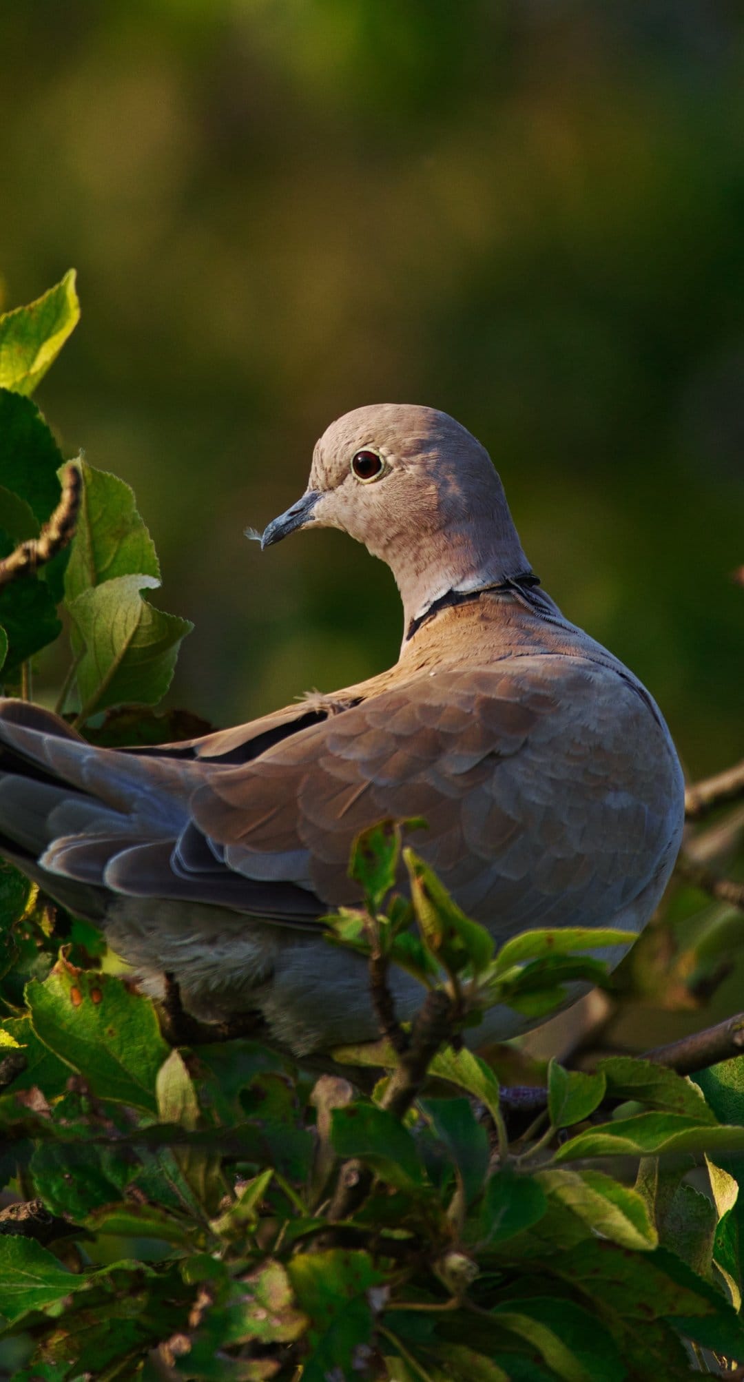 Eurasian Collared-Dove perched on a branch surrounded by vibrant green leaves under soft natural sunlight.