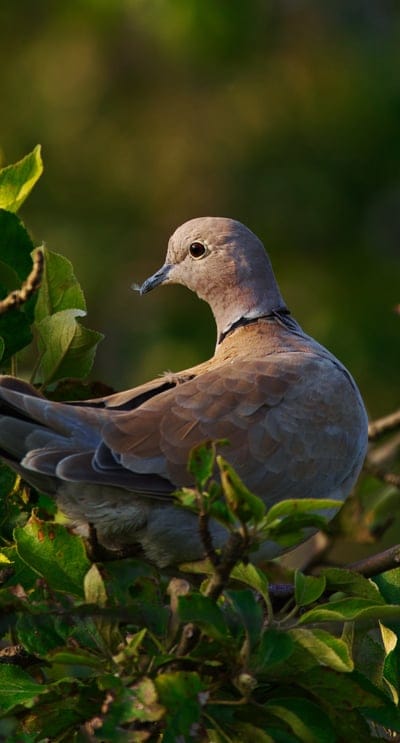 pigeon,bird,branch,amazing