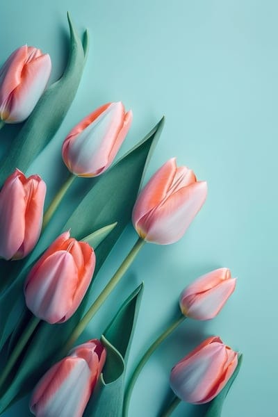 ai generated,flowers,beautiful wallpaper,tulips,blossom,bloom,botany,flower background,nature,hd wallpaper,phone wallpaper,floral background,flower wallpaper,spring,beautiful flowers,background