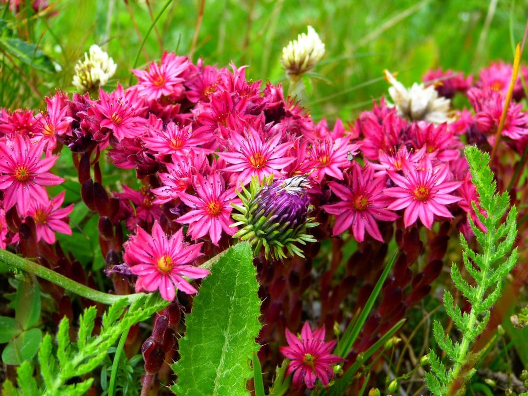 Pink Sempervivum flowers with a pointed purple bud surrounded by green succulent leaves in a macro view.