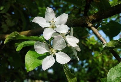 White apple blossoms with yellow stamens bloom on a brown branch against a blurred green and blue background.