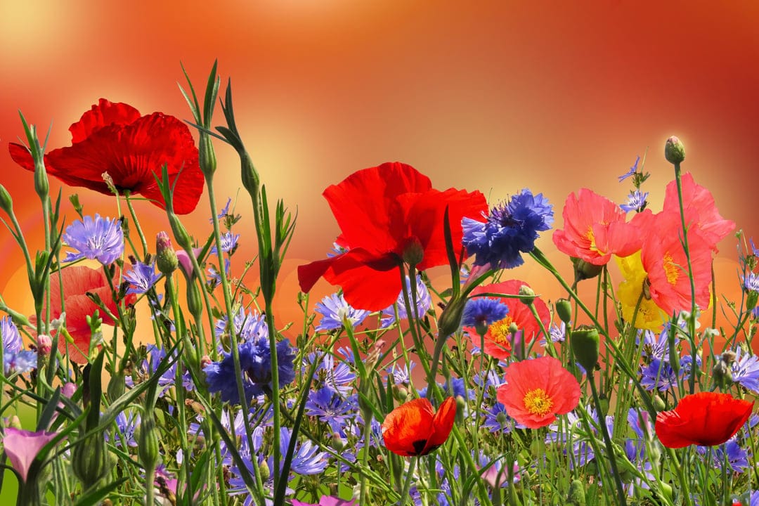 Red poppies and blue cornflowers fill a meadow as the sun sets behind clouds, casting a warm golden light.