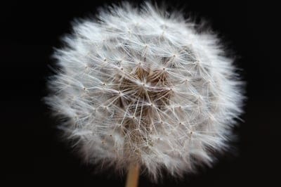 Dandelion,Dandelion flower  wallpaper,flower wallpaper,Dandelion flower