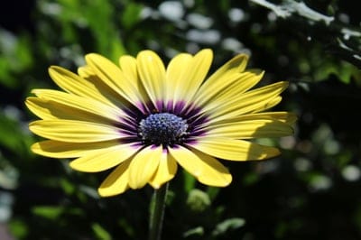 Cape Marguerite,full HD wallpaper,cool backgrounds,flower,flower wallpaper,free background,windows wallpaper,beautiful wallpaper,plant,flora,desktop backgrounds,4K wallpaper,beautiful flowers,laptop wallpaper,4K wallpaper,nature,floral background,free wal