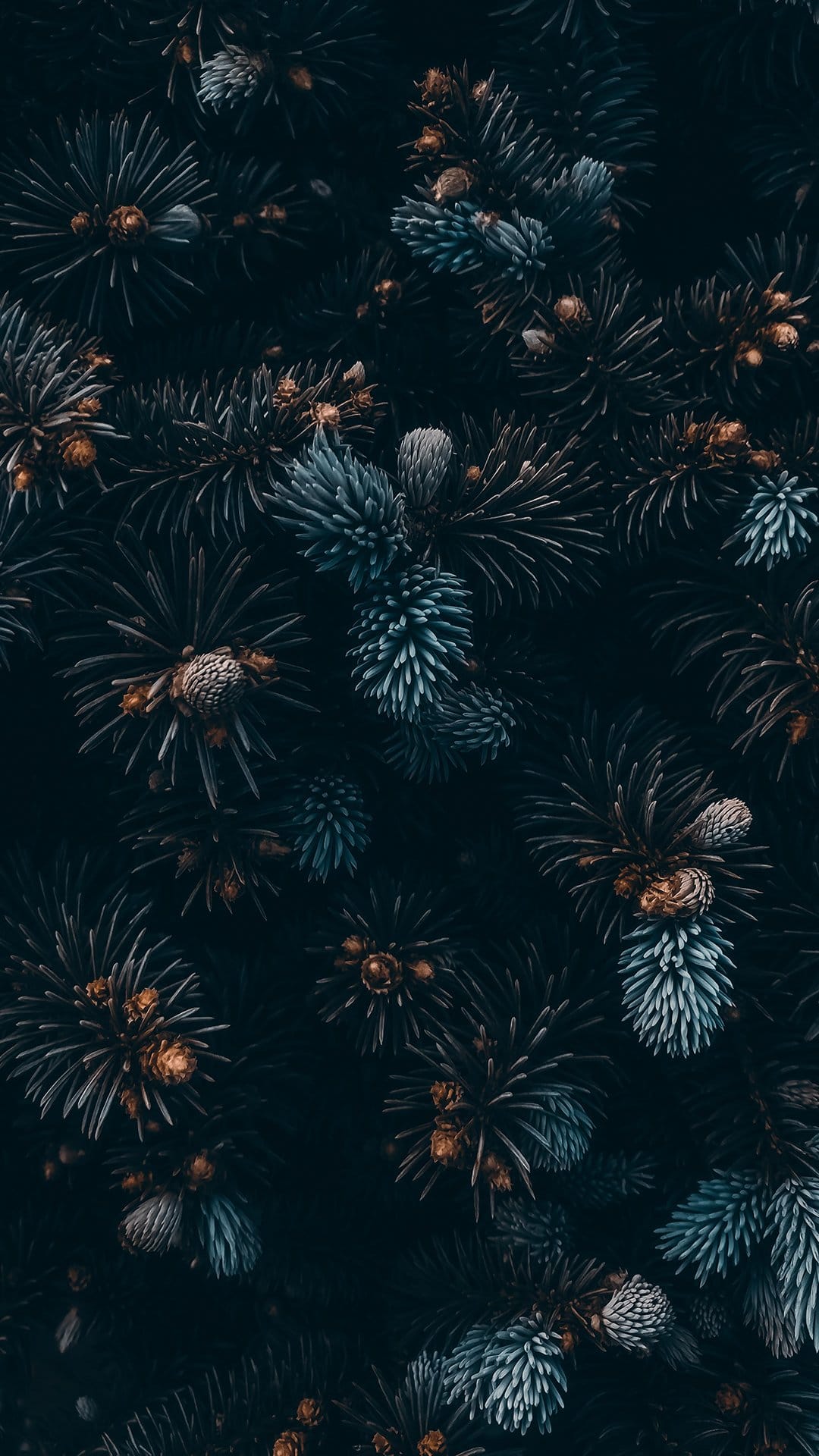 Dense pine needles and small developing cones overlap in a dark green and blue-gray forest foliage pattern.