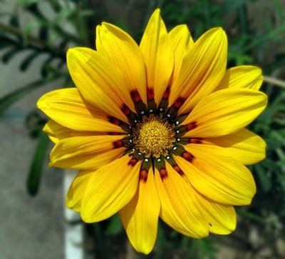 Yellow Gazania flower with orange stripes and a textured center blooms against a blurred green garden backdrop.