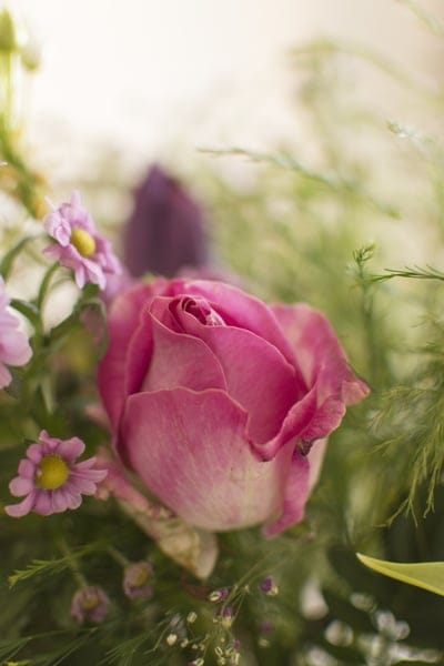 Pink rose blossom surrounded by small purple daisies and soft green foliage in a shallow depth of field view.