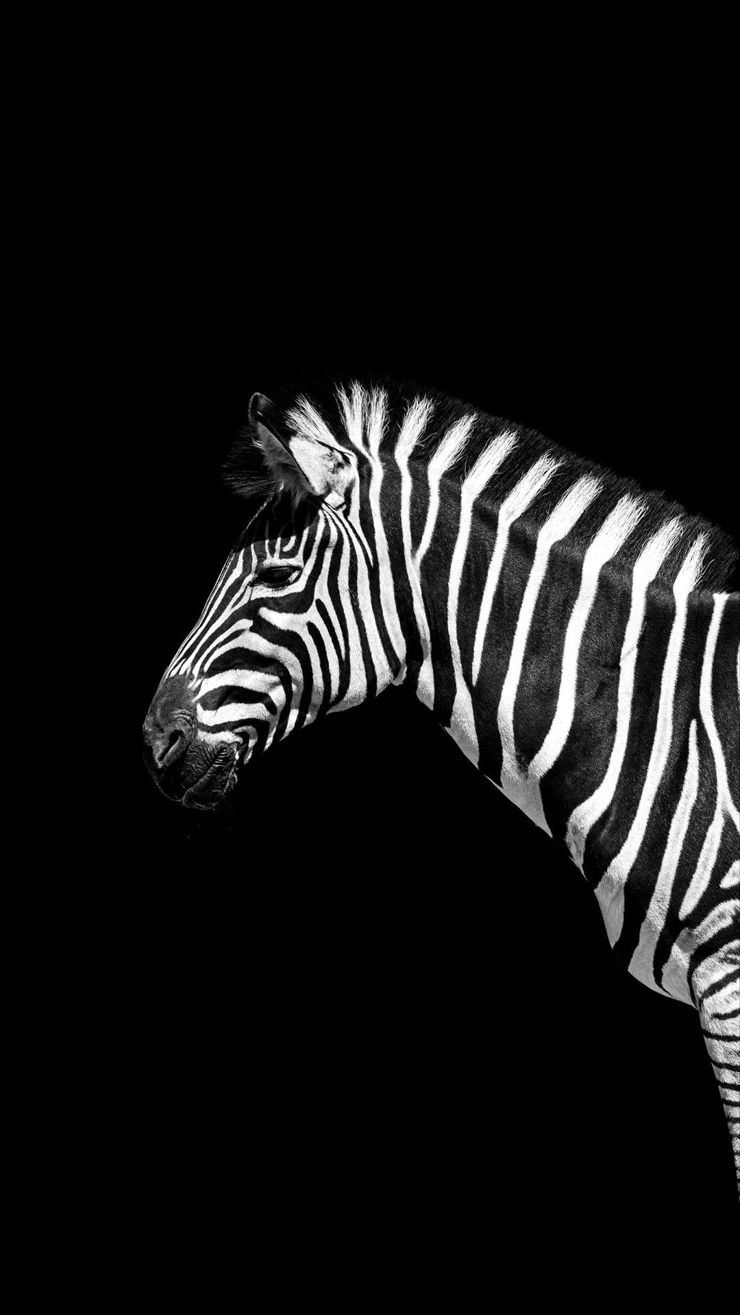 Zebra head and neck showing detailed black and white stripe patterns against a solid dark background.