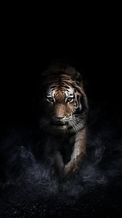 tiger,animal,dark