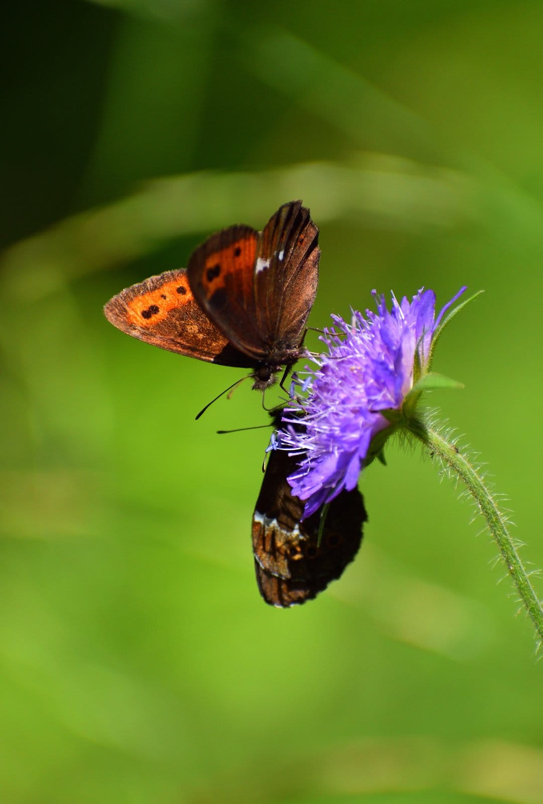 Two butterflies with orange and brown wings rest on a purple flower against a soft green bokeh background.