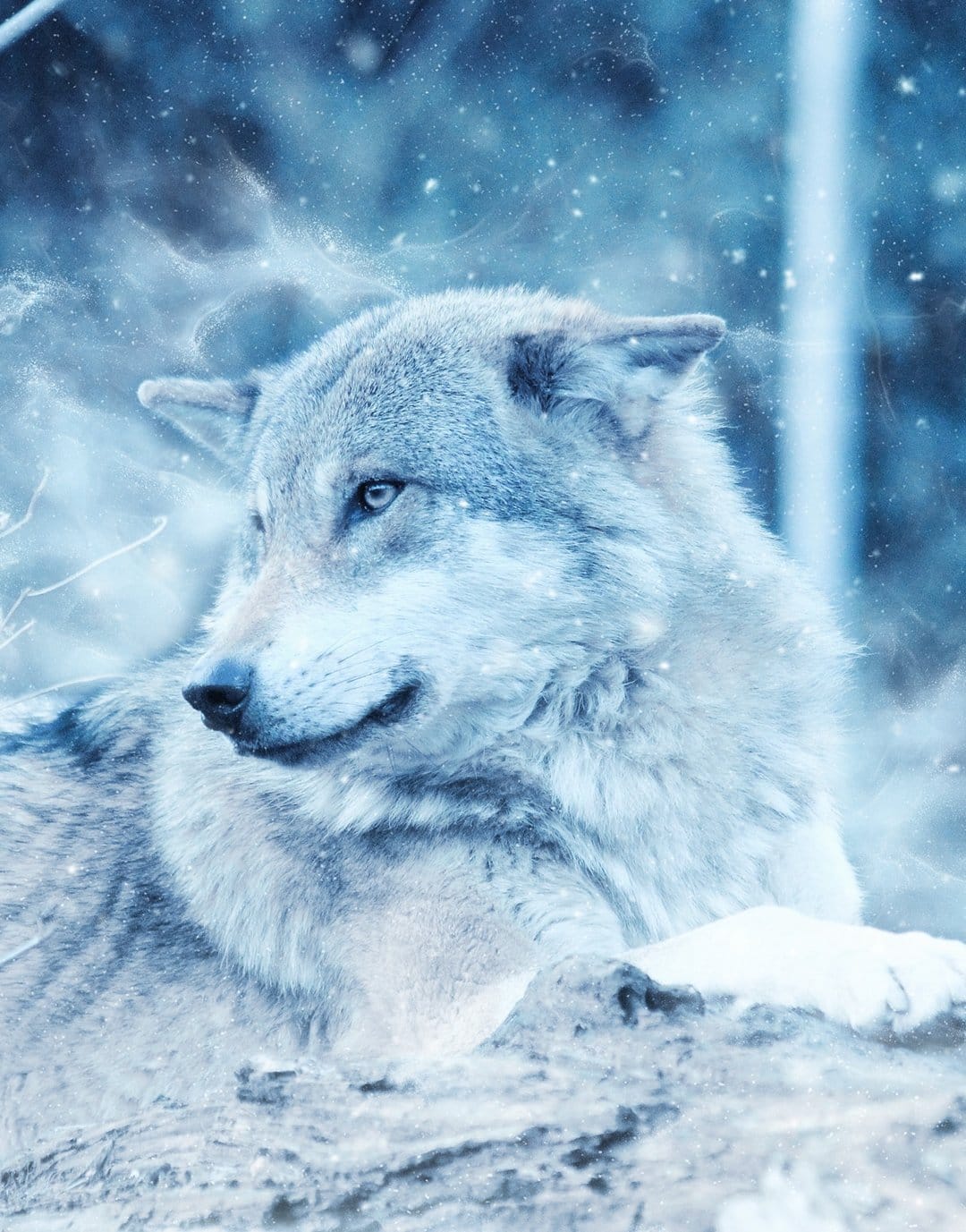 Gray wolf with vibrant blue eyes lying in white snow surrounded by a blurry winter forest with soft light.