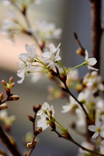 White cherry blossoms with yellow stamens bloom on a thin brown branch against a soft green and white background.