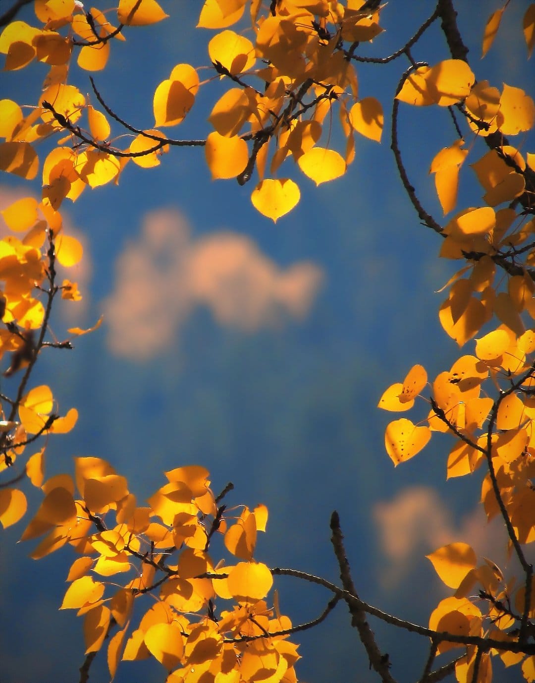 Golden autumn leaves reaching toward a bright blue sky with soft white clouds under warm natural sunlight.