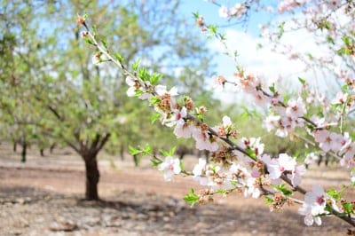 almond blossoms, spring orchard, blooming trees, nature photography, floral, pink flowers, white flowers, springtime, orchard landscape, agriculture, tree blossoms, seasonal beauty, outdoor, macro photography, delicate flowers, natural light, sky, rural scene, tree branches, botany, flowering, almond tree