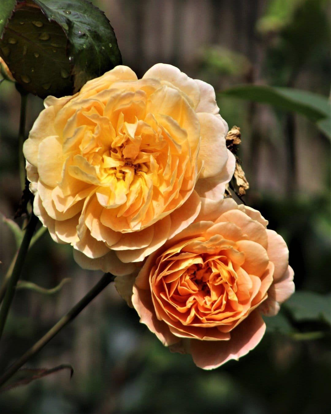 Two yellow roses with detailed petals and dewdrops on a leaf against a blurred green garden background in sunlight.