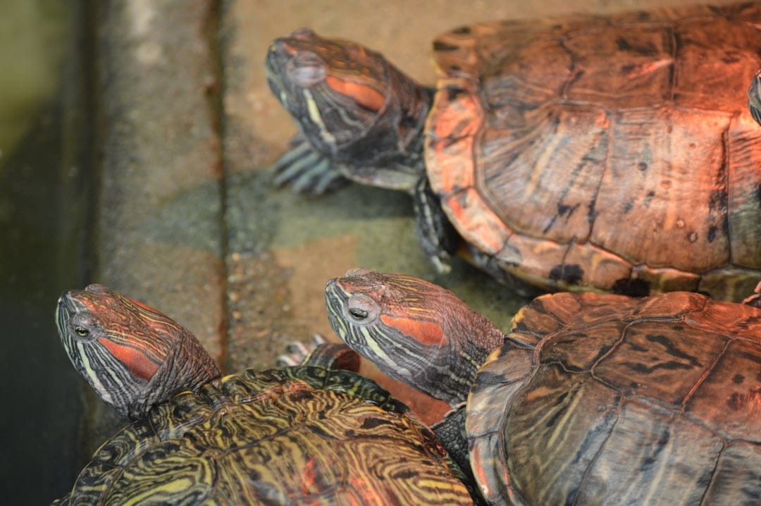 Three red-eared slider turtles with crimson head markings and patterned shells rest in warm, natural sunlight.