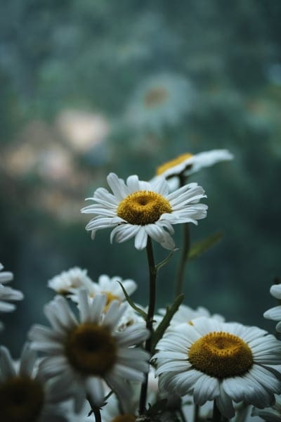White daisies with bright yellow centers bloom against a blurred green background in a vertical close-up shot.