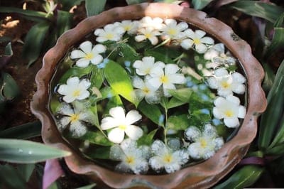 White plumeria flowers with yellow centers float in a terra cotta bowl filled with water and green leaves.