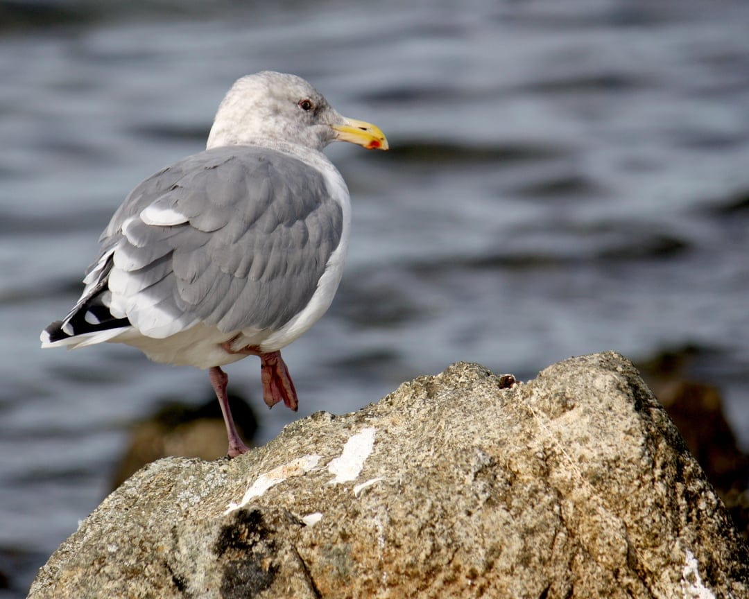 Seagull with a yellow beak and orange legs stands on a rock with blurred dark blue water in the background.