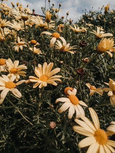 Yellow daisies in a lush green field reach toward a cloudy sky during a bright, sunny afternoon in the meadow.