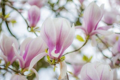 Pink magnolia petals with deep magenta streaks glow in sunlight against a soft bokeh background of green leaves.