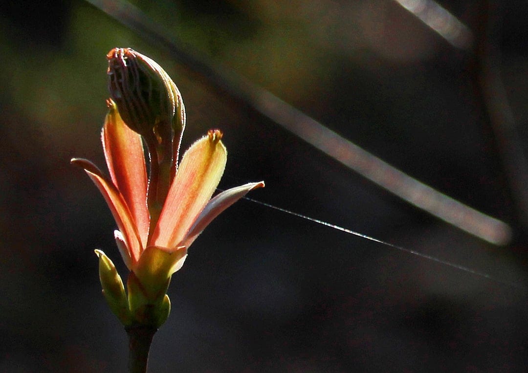 Crimson and yellow flower bud unfurling with a thin spiderweb strand against a soft green bokeh background.