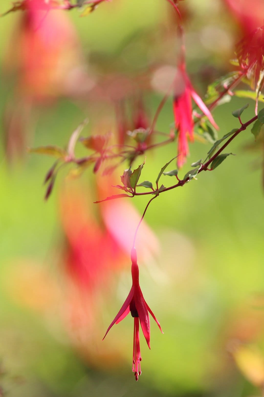 Red fuchsia flower dangles from a slender stem against a soft-focus background of green leaves and bokeh lights.
