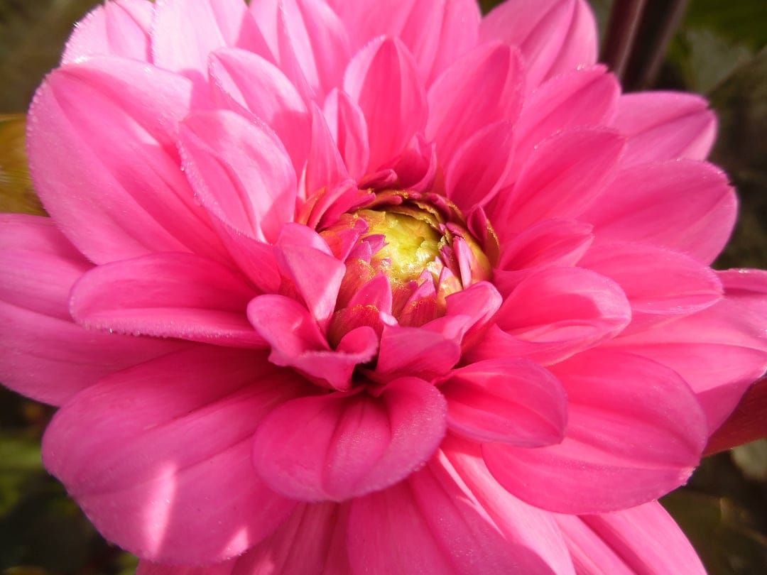 Pink dahlia flower with spiraling petals and a yellow center shown in a detailed macro botanical close-up.