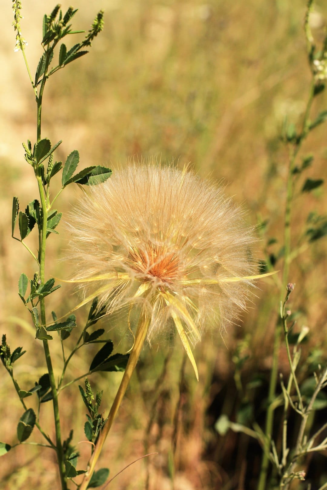 Large fluffy Salsify seed head in a sunlit field with a soft bokeh background of green grass and wildflowers.