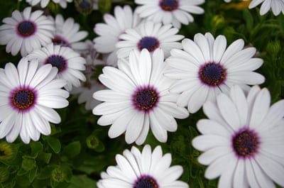 White African Daisies featuring dark purple centers and bright petals clustered among green garden leaves.