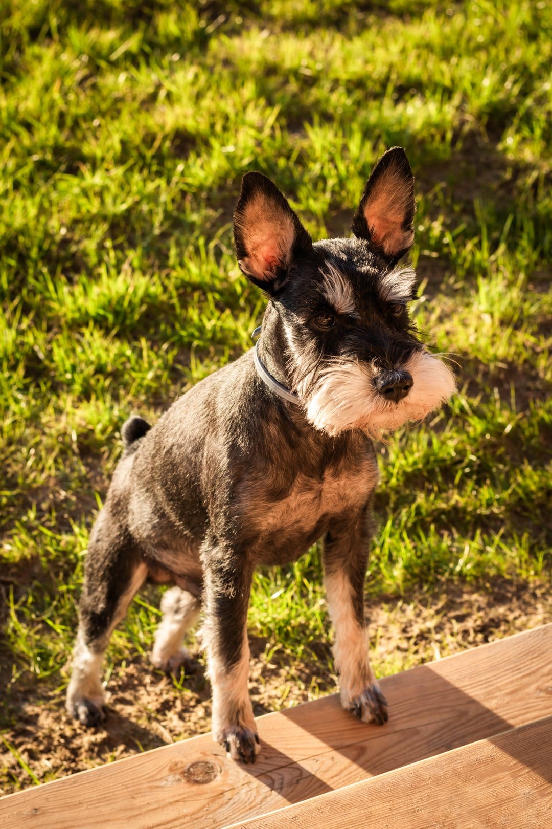 Miniature Schnauzer with a grey beard stands on weathered wooden stairs in front of a green sunlit lawn.