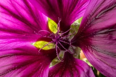 Purple flower center features pollen-dusted stamens surrounded by velvety violet petals in a macro shot.