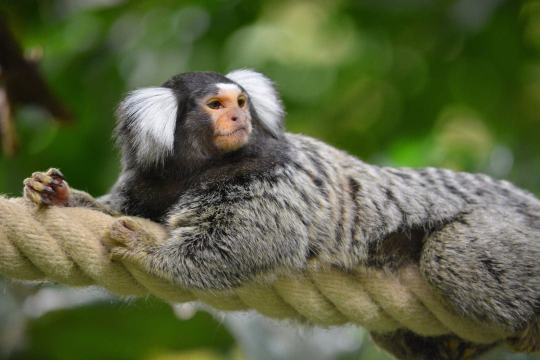 Marmoset monkey with white ear tufts and striped fur reclines on a thick rope with a blurred green background.