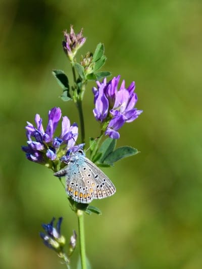 Blue butterfly with orange spots sits on a cluster of purple flowers amidst a soft, out-of-focus garden setting.