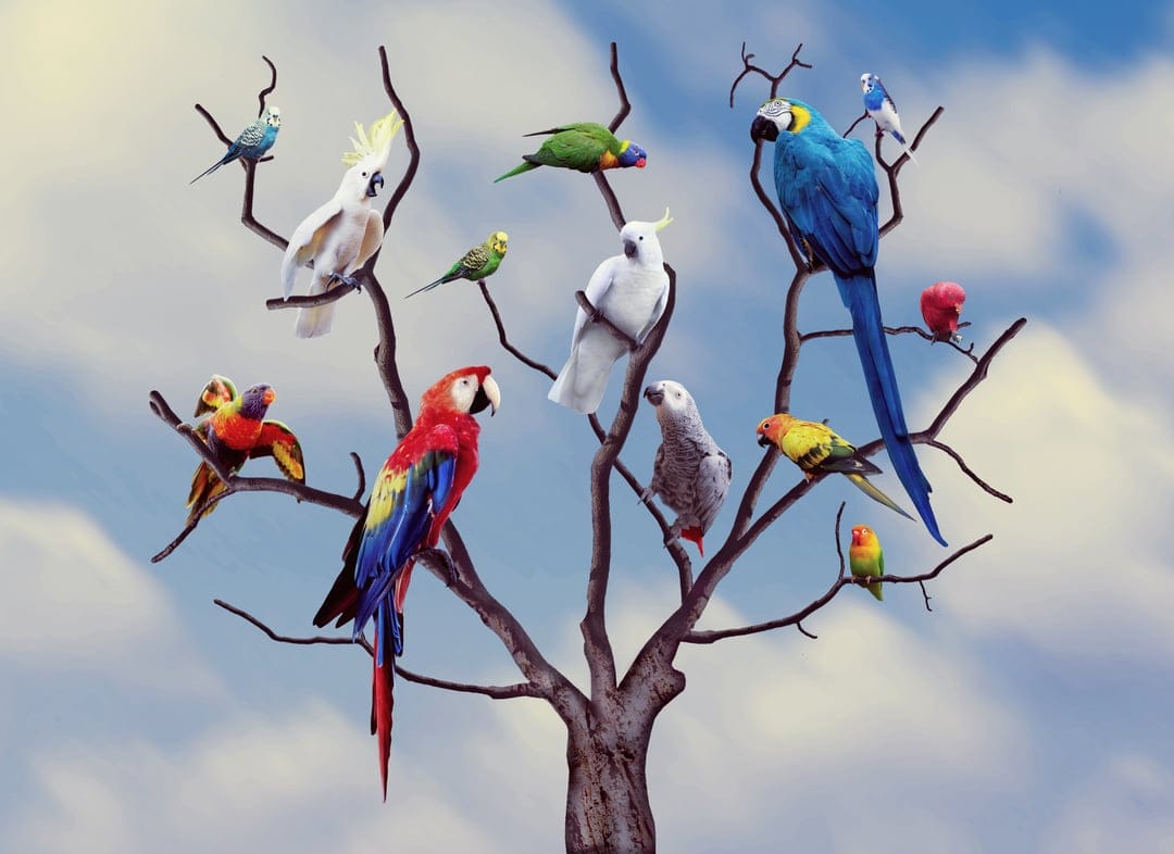 Scarlet macaws and white cockatoos perch on grey tree branches against a soft blue and white cloudy sky background.