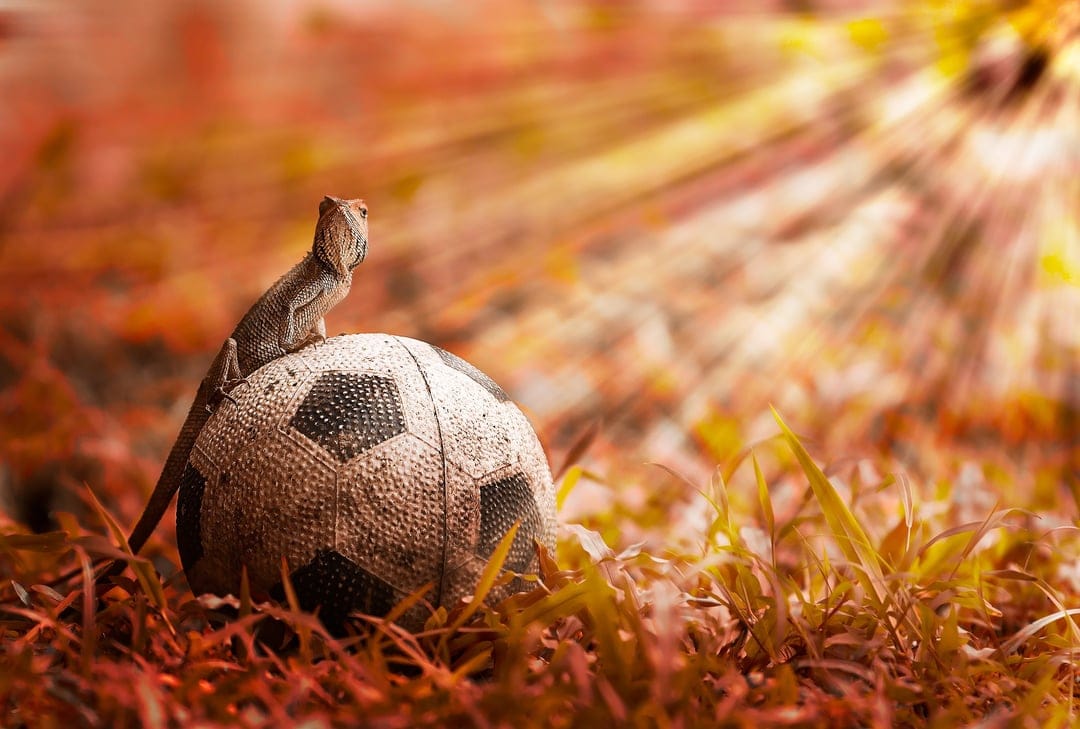 Small lizard rests on a soccer ball as golden sun rays filter through autumn foliage onto dry grass and leaves.